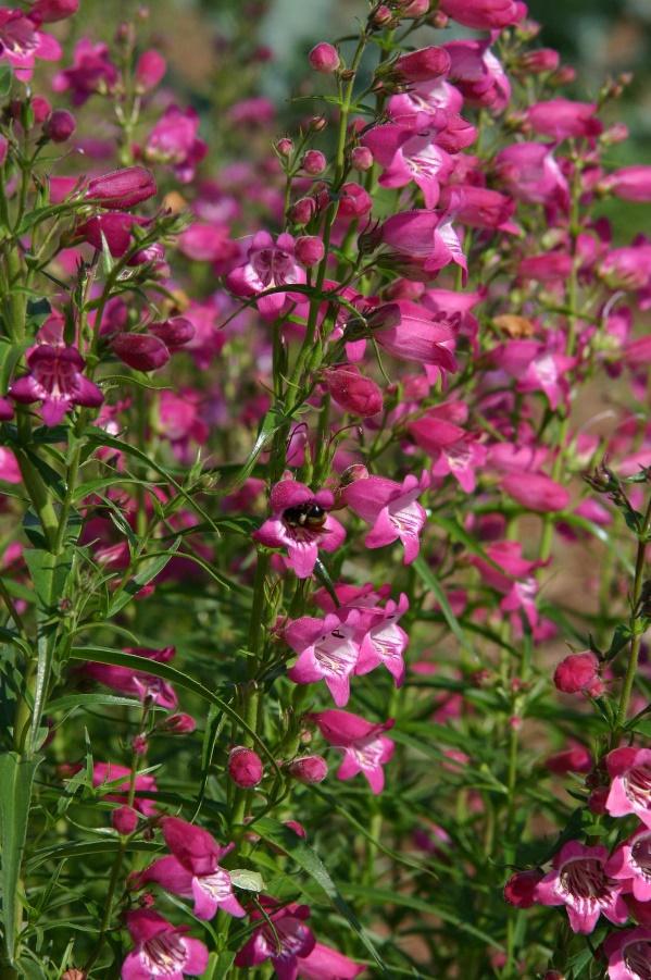 RED ROCKS® Penstemon