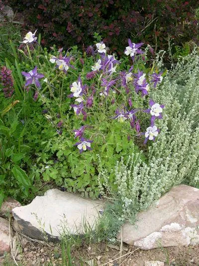 REMEMBRANCE® Columbine