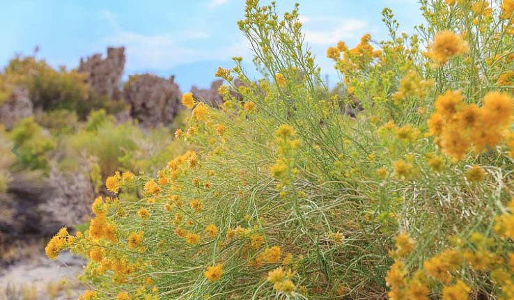 Rabbitbrush