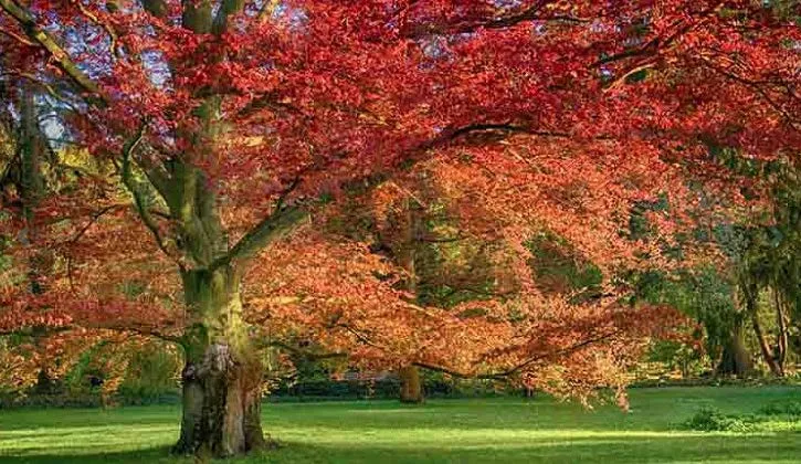 Red Oak