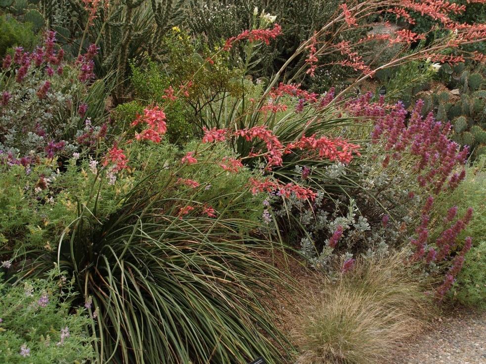 Red Yucca
