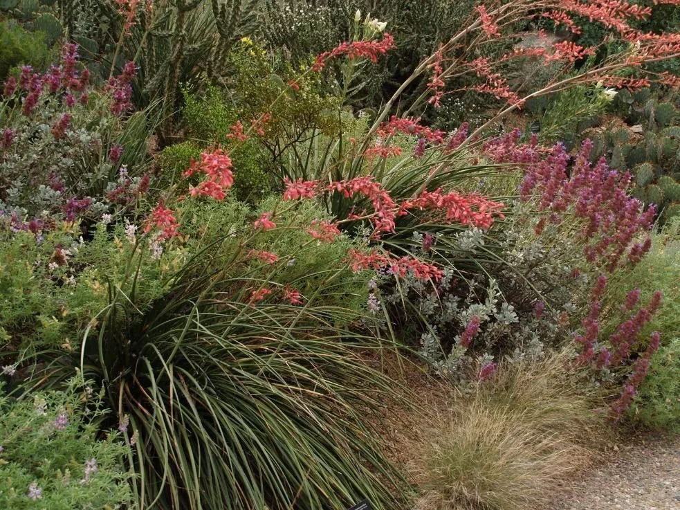 Red Yucca