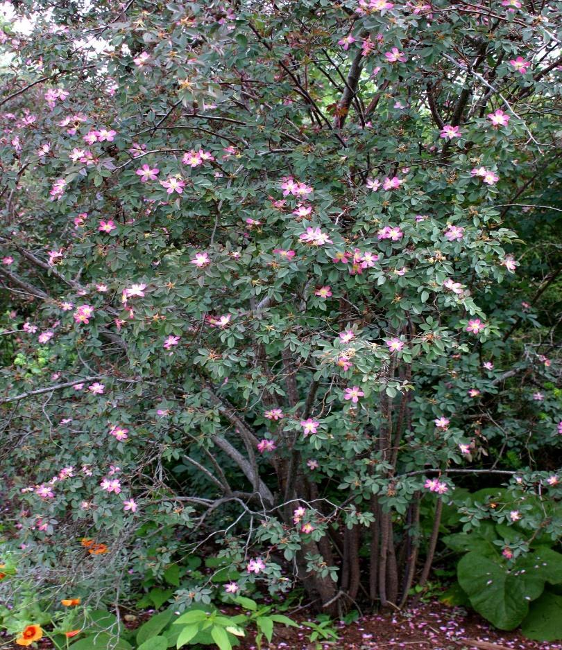 Redleaf Rose