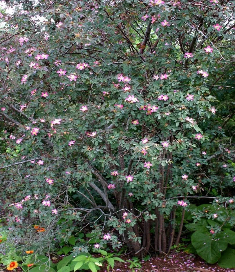 Redleaf Rose