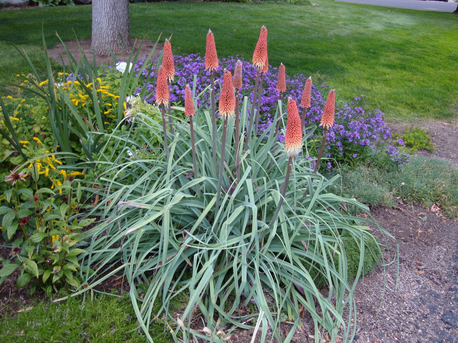 Regal Torchlily