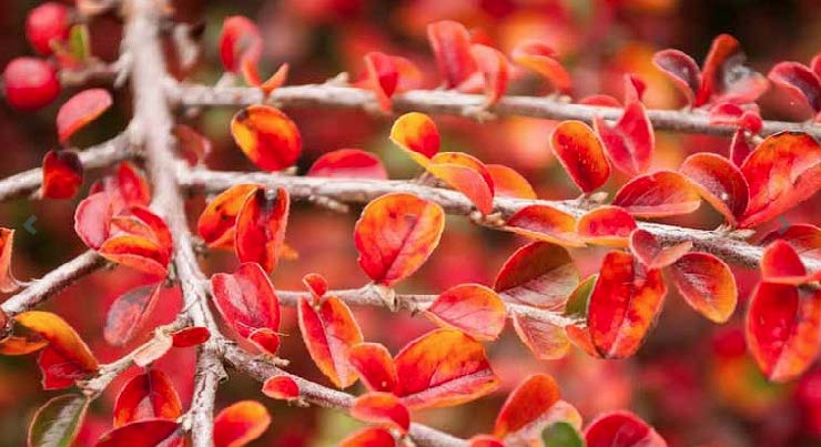 Rock Cotoneaster