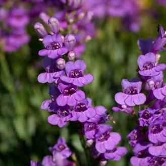 Rocky Mountain Penstemon