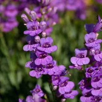 Rocky Mountain Penstemon