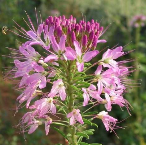 Rocky Mountain bee plant
