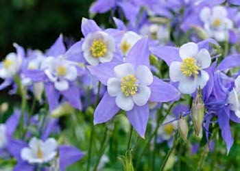 Rocky Mountain Columbine