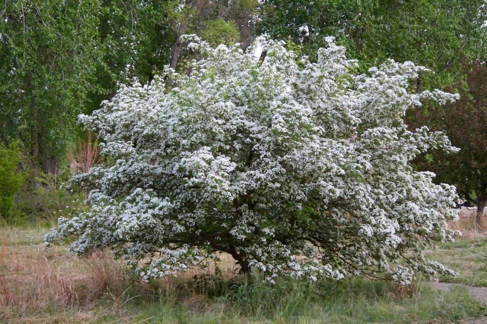 Russian Hawthorn