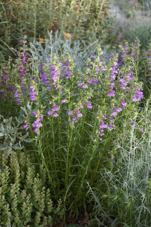 SHADOW MOUNTAIN® Penstemon
