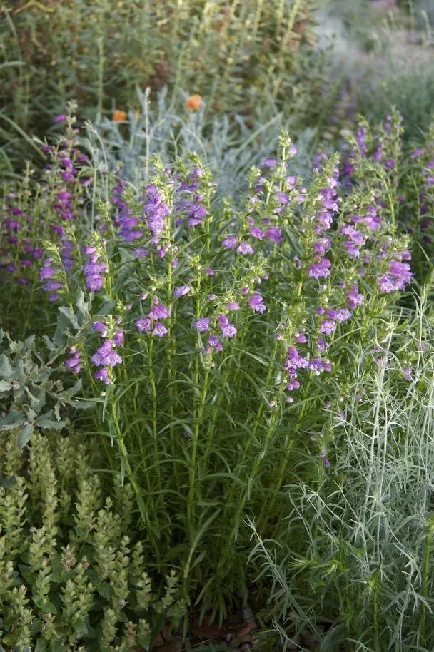 SHADOW MOUNTAIN® Penstemon