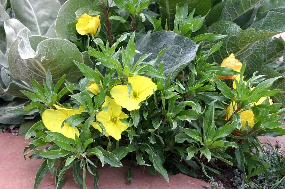 SILVER BLADE® Evening Primrose
