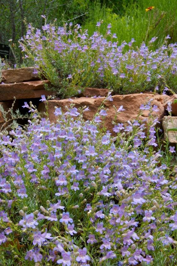 SILVERTON®Bluemat Penstemon