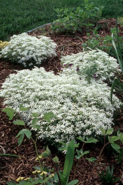 SNOWMASS®Phlox
