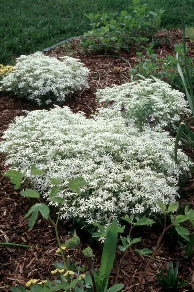 SNOWMASS®Phlox