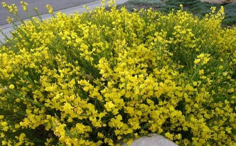 SPANISH GOLD® Broom