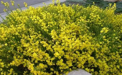 SPANISH GOLD® Broom