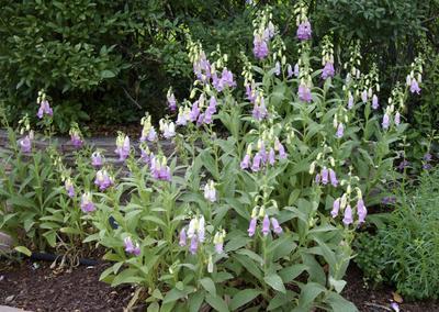 SPANISH PEAKS®Foxglove
