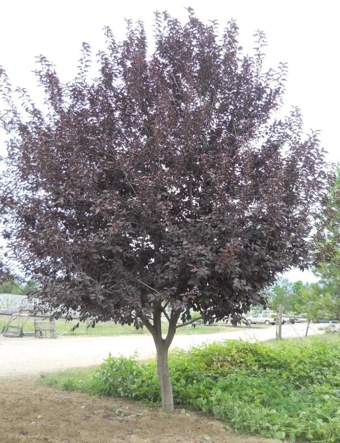 SUCKER PUNCH®Chokecherry