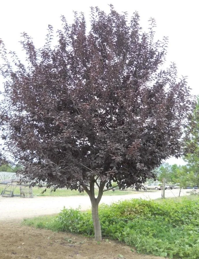 SUCKER PUNCH®Chokecherry