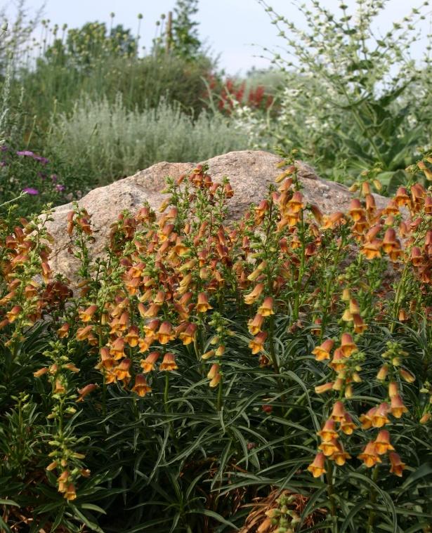 SUNSET®Foxglove
