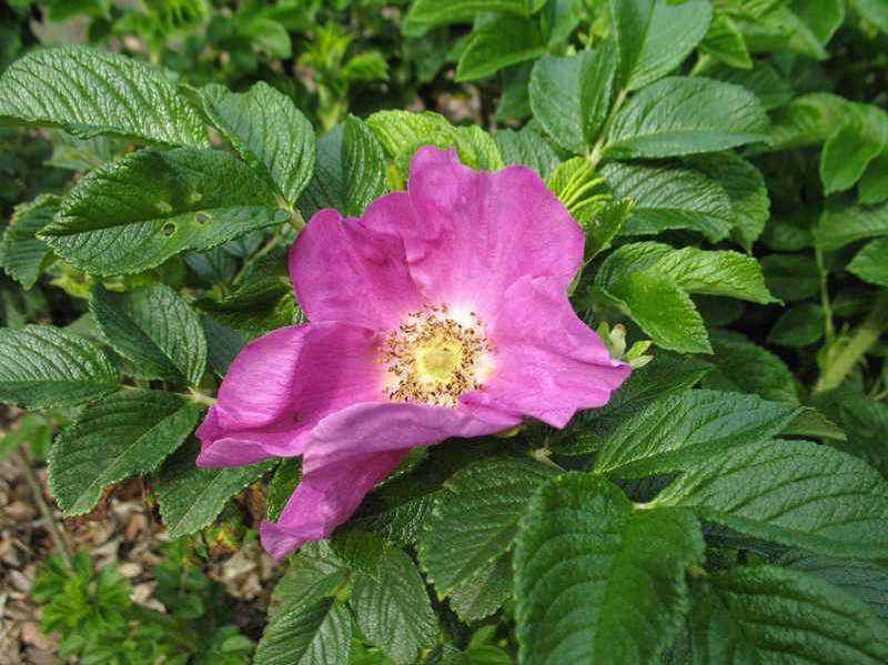 Saltspray Rose