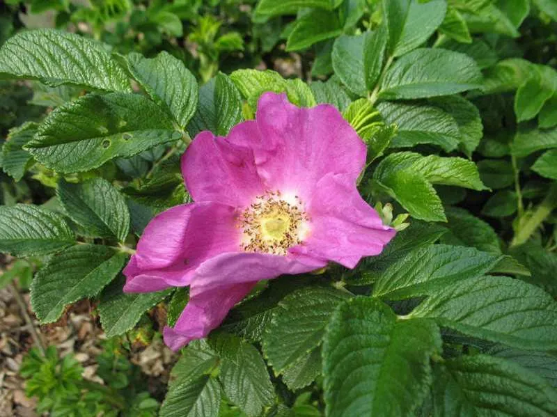 Saltspray Rose