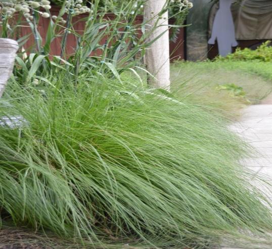 Sand dropseed