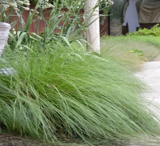 Sand dropseed