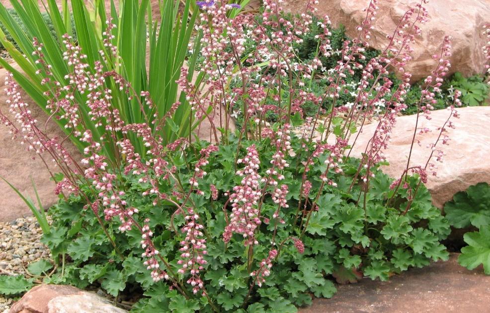 Sandia Coral Bells