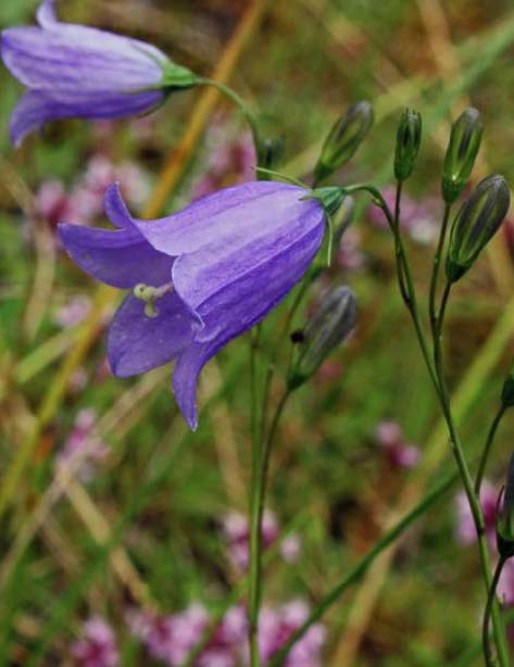 Scottish Harebell
