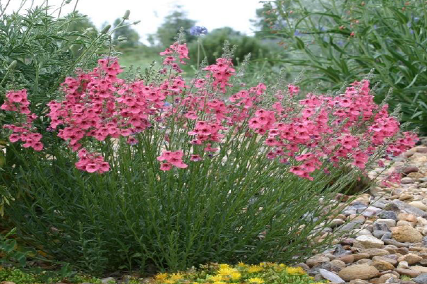 CORAL CANYON® Twinspur