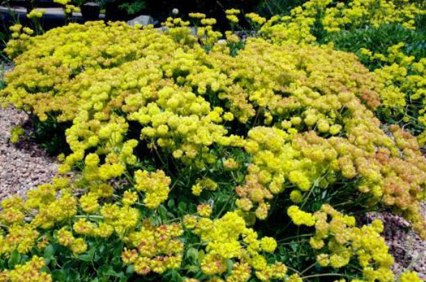 KANNAH CREEK® Buckwheat