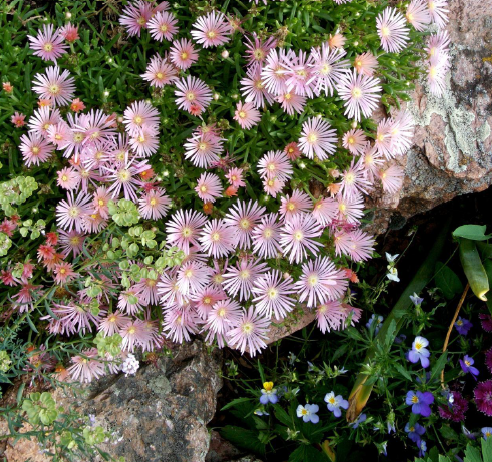 MESA VERDE® Ice Plant