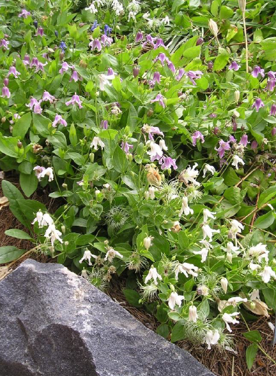 MONGOLIAN BELLS® Clematis