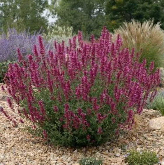 SONORAN SUNSET® Hyssop