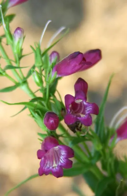 WINDWALKER® Garnet Penstemon