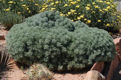 Sea Foam Sage