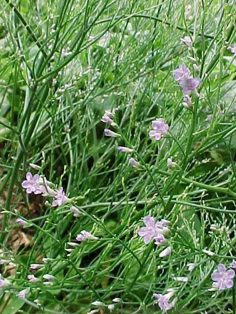 Sea Lavender