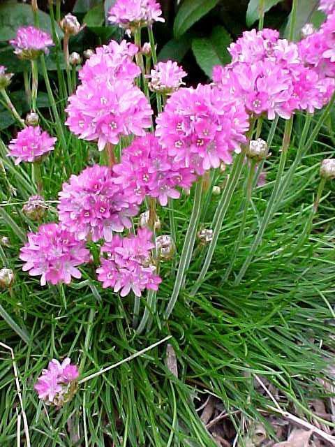 Sea Thrift