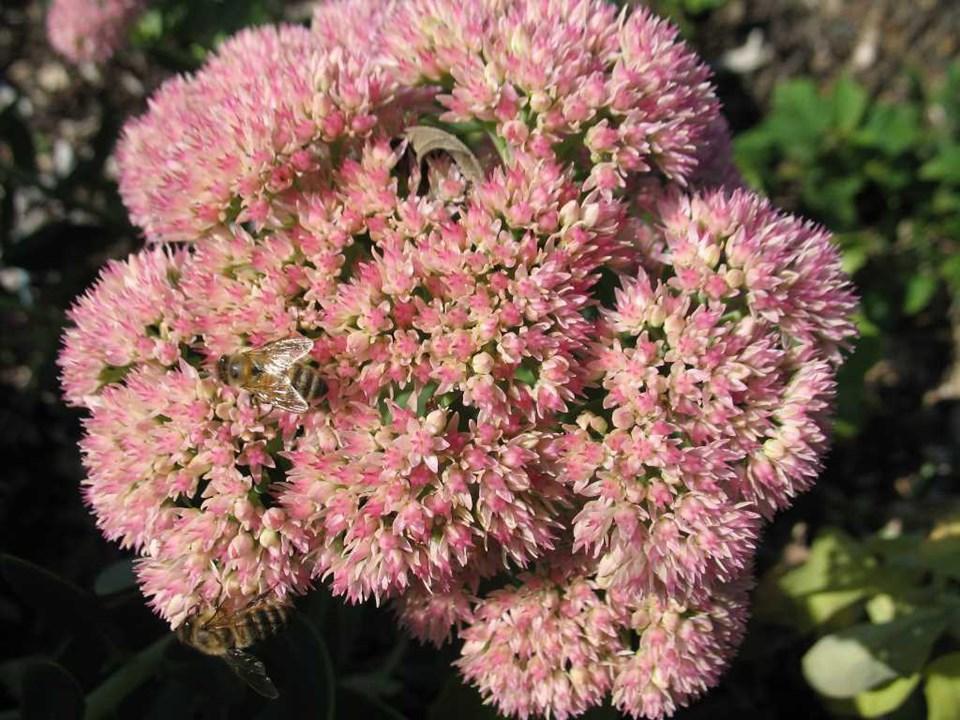 Sedum ‘Autumn Joy’
