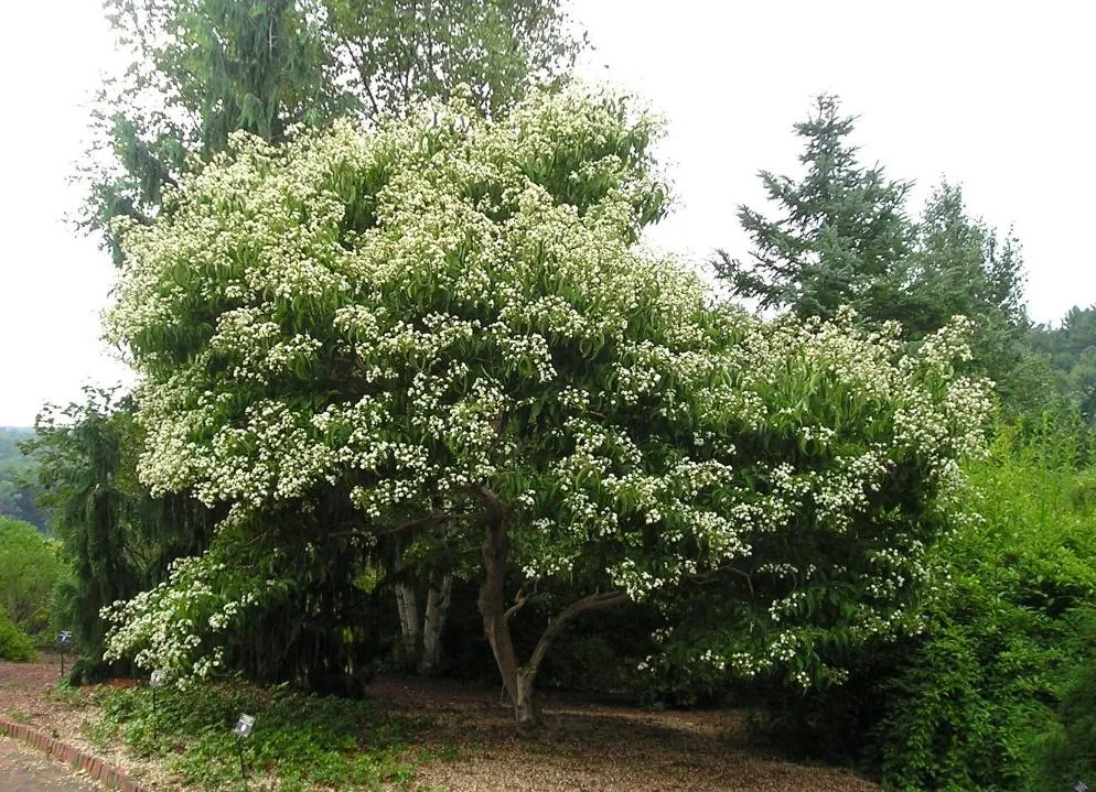 Seven-Son Flower