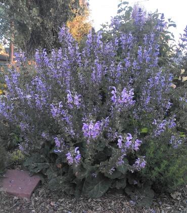 Shangri-la Sage