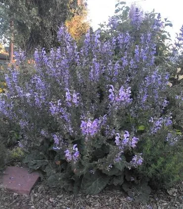 Shangri-la Sage