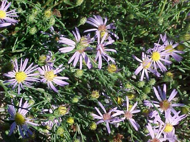 Short’s Aster
