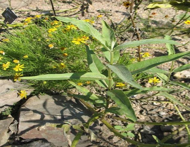 Showy milkweed
