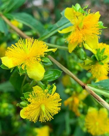 Shrubby St. Johnswort