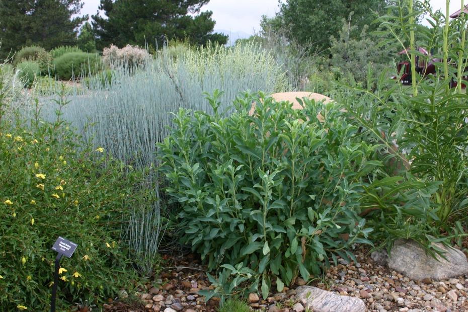 Siberian Spirea